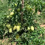 招待所 Masseria Capece Garden Relais